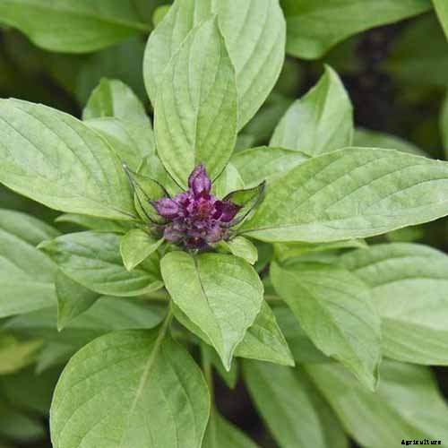 How to Grow Thai Basil in Your Herb Garden