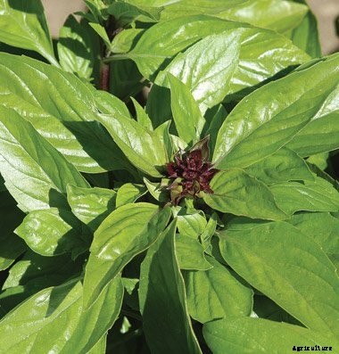 How to Grow Thai Basil in Your Herb Garden