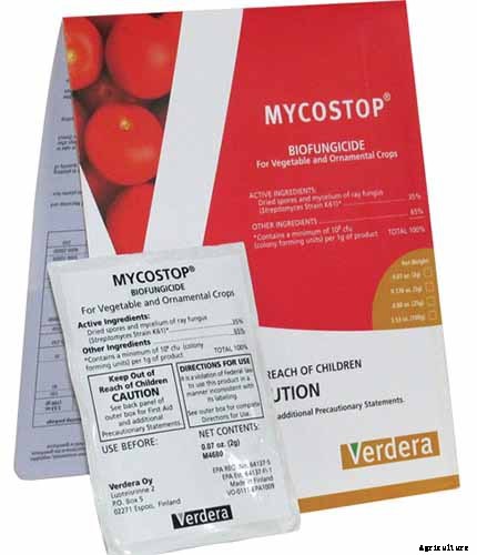 How to Grow Thai Basil in Your Herb Garden