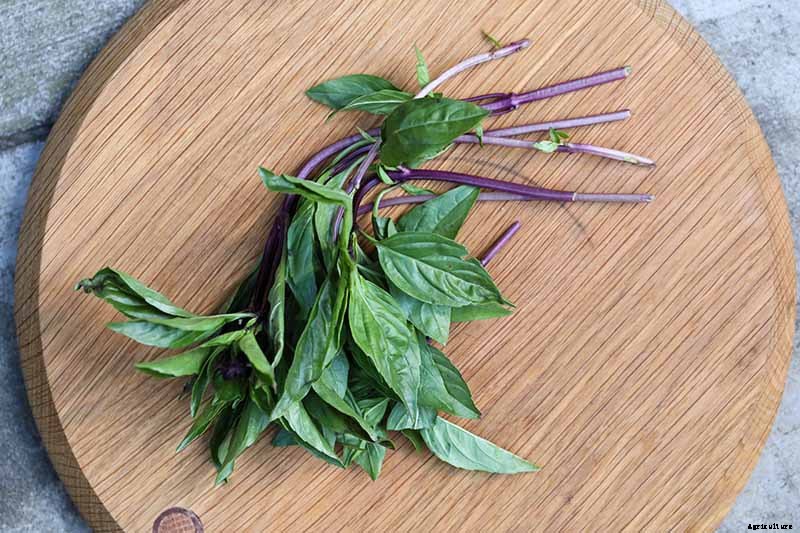 How to Grow Thai Basil in Your Herb Garden