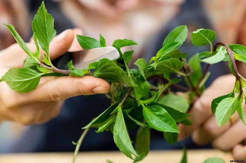 How to Grow Thai Basil in Your Herb Garden