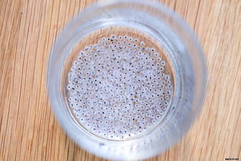 How to Grow Thai Basil in Your Herb Garden