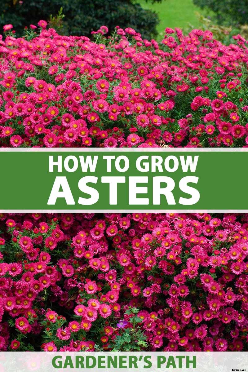 How to Grow and Care for Aster Flowers