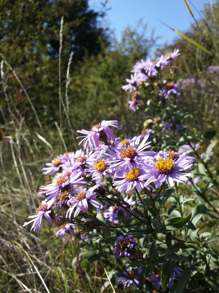 How to Grow and Care for Aster Flowers