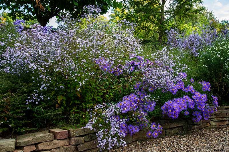 How to Grow and Care for Aster Flowers