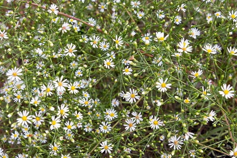How to Grow and Care for Aster Flowers