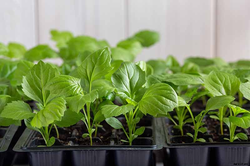 How to Grow and Care for Aster Flowers