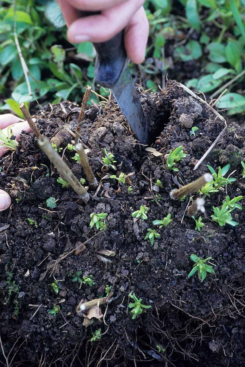 How to Grow and Care for Aster Flowers