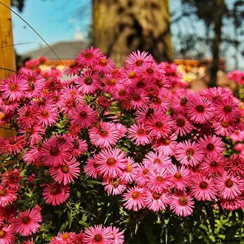 How to Grow and Care for Aster Flowers