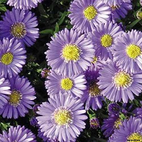 How to Grow and Care for Aster Flowers