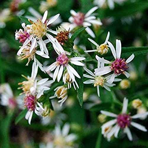 How to Grow and Care for Aster Flowers
