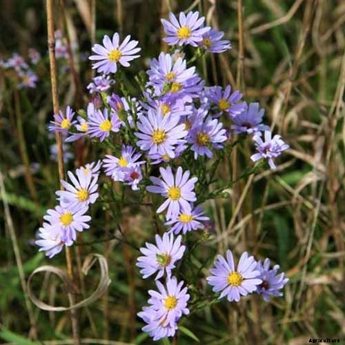 How to Grow and Care for Aster Flowers