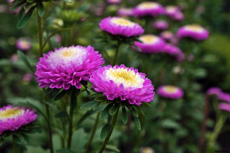 How to Grow and Care for Aster Flowers
