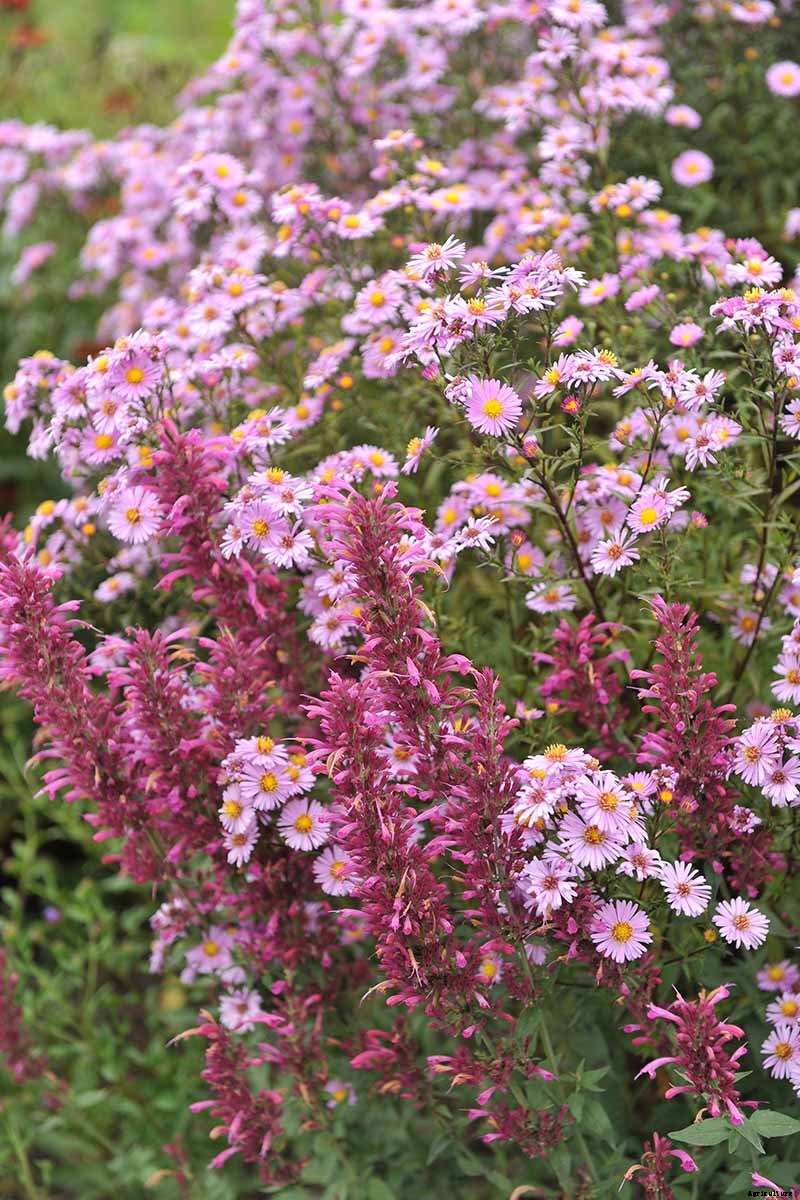 How to Grow and Care for Aster Flowers