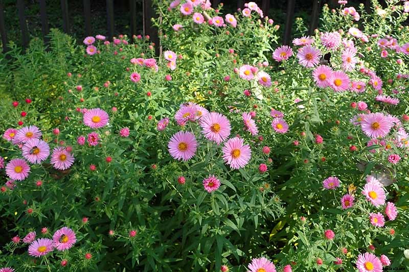 How to Grow and Care for Aster Flowers