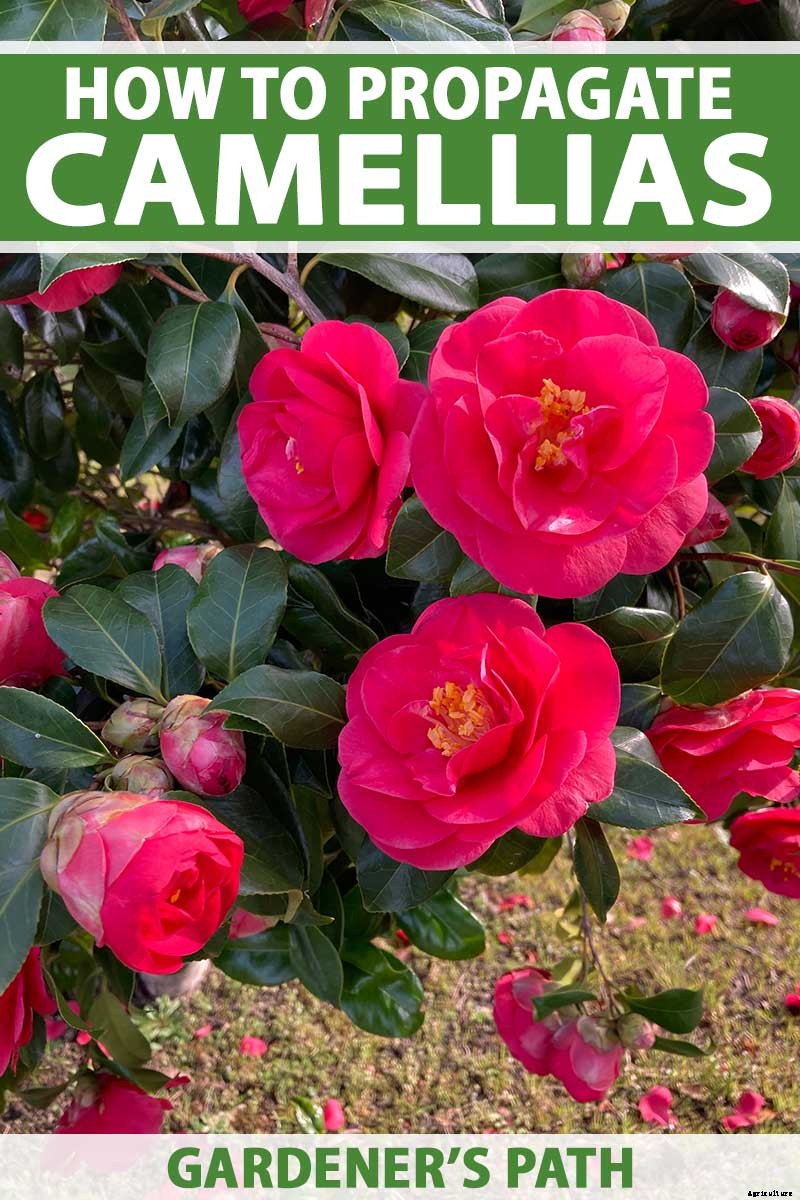 How to Propagate Camellias
