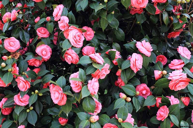 How to Propagate Camellias