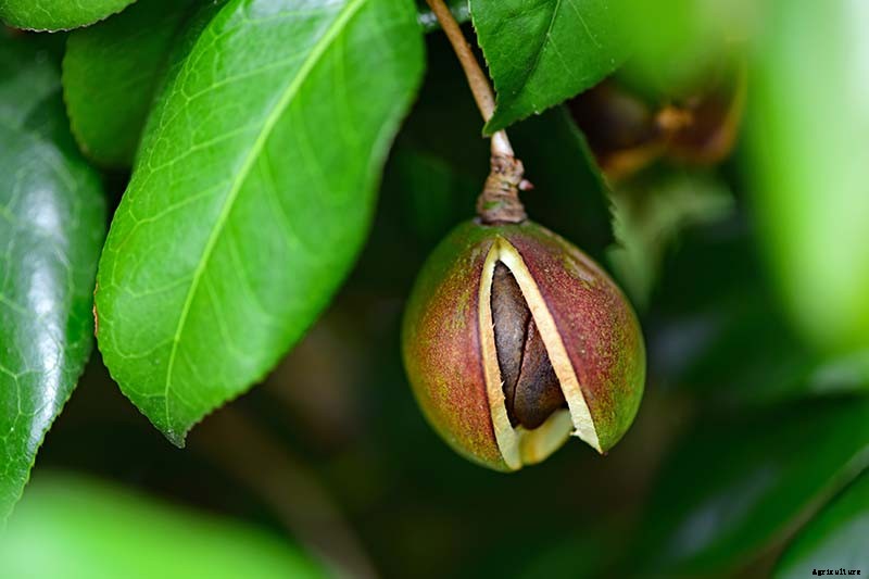 How to Propagate Camellias
