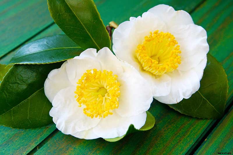 How to Propagate Camellias