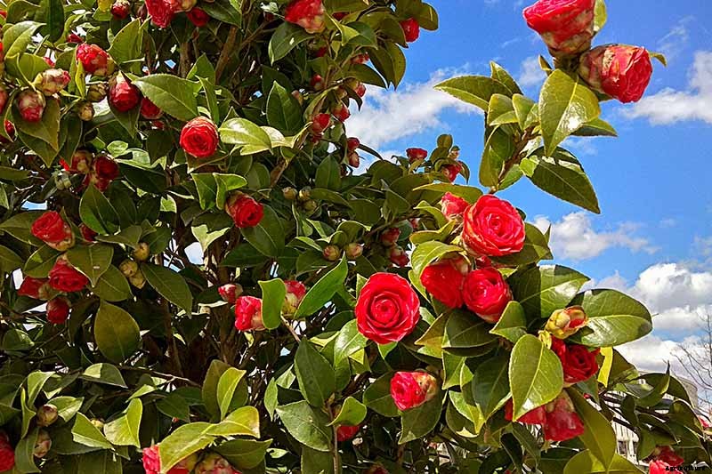 How to Propagate Camellias