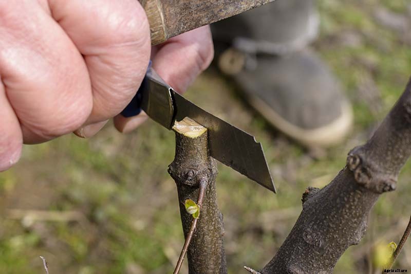 How to Propagate Camellias