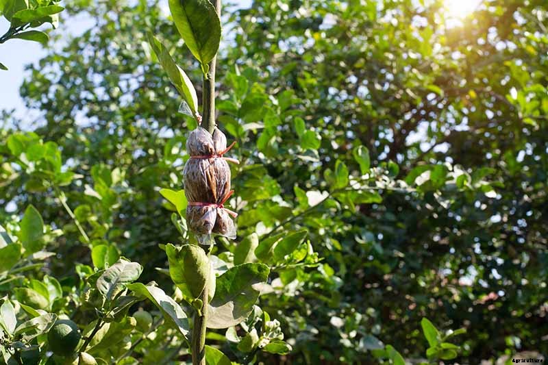 How to Propagate Camellias