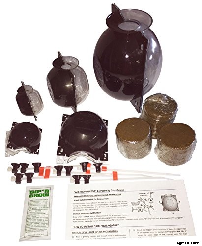 How to Propagate Camellias