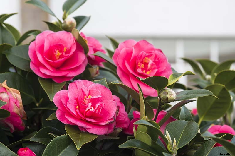How to Propagate Camellias