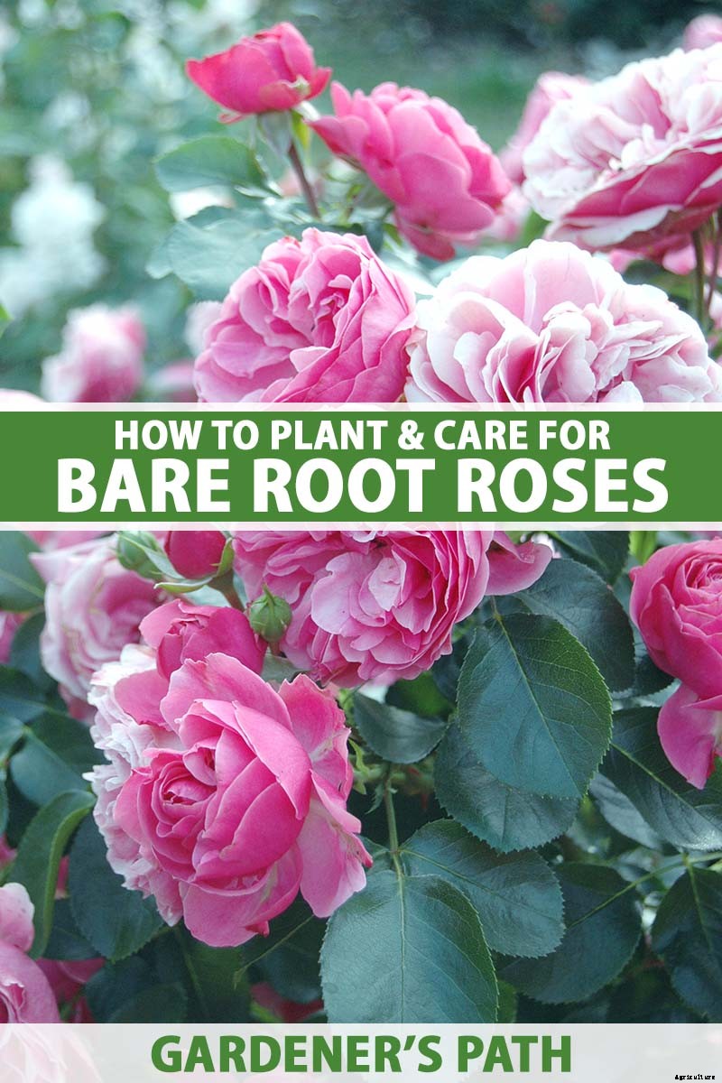 How to Plant and Care for Bare Root Roses