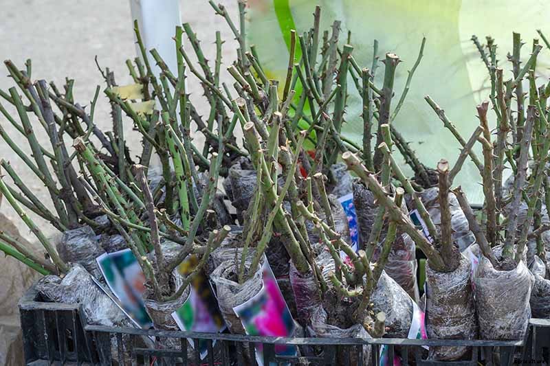How to Plant and Care for Bare Root Roses