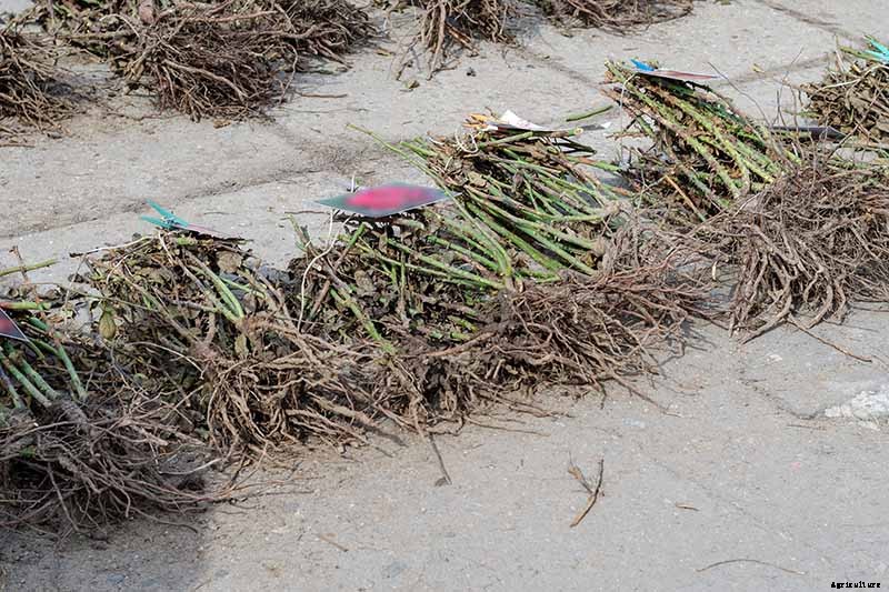 How to Plant and Care for Bare Root Roses