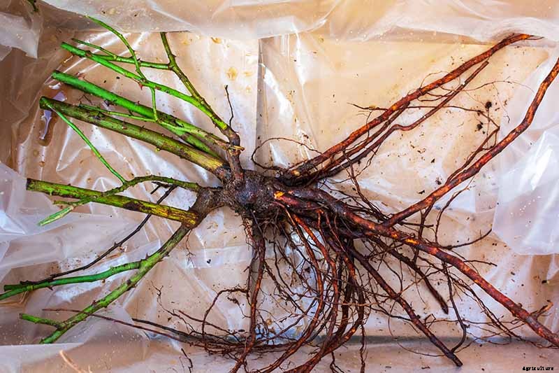 How to Plant and Care for Bare Root Roses