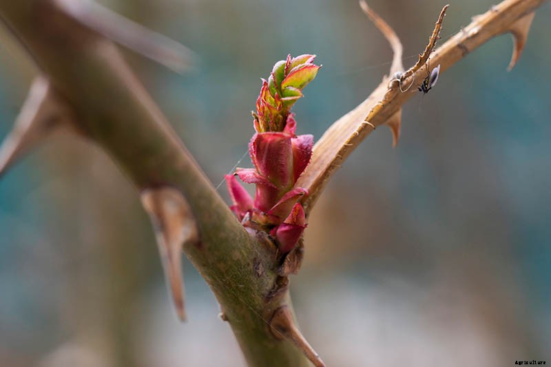 How to Plant and Care for Bare Root Roses