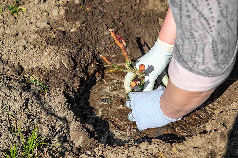 How to Plant and Care for Bare Root Roses