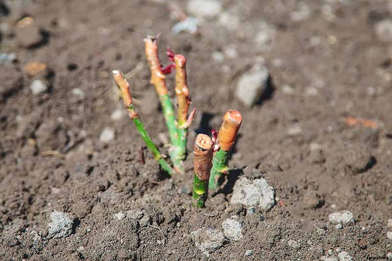 How to Plant and Care for Bare Root Roses