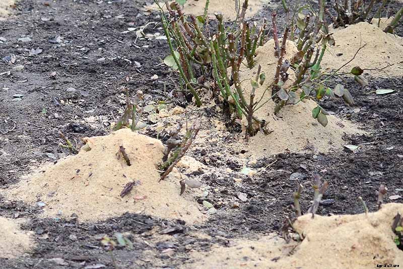 How to Plant and Care for Bare Root Roses