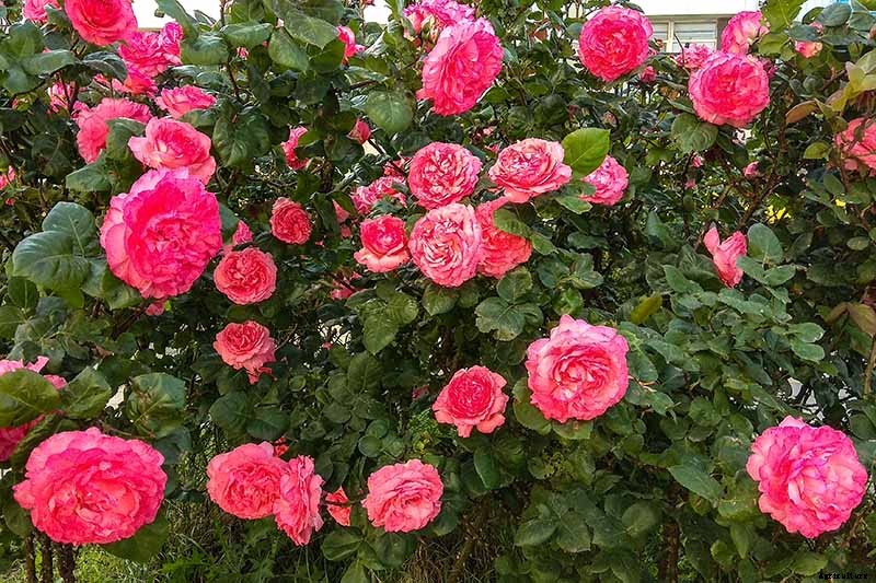 How to Plant and Care for Bare Root Roses