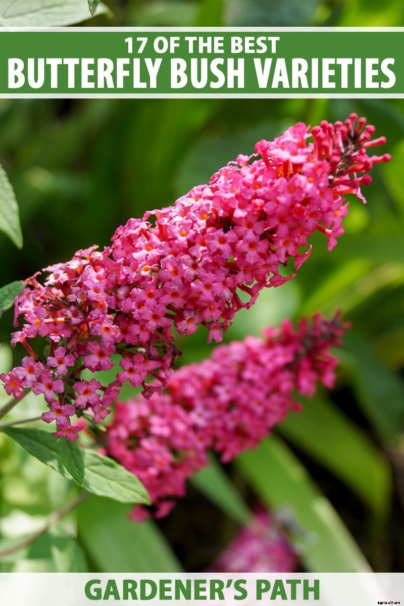 The Full Spectrum of Buddleia: 17 of the Best Butterfly Bush Cultivars