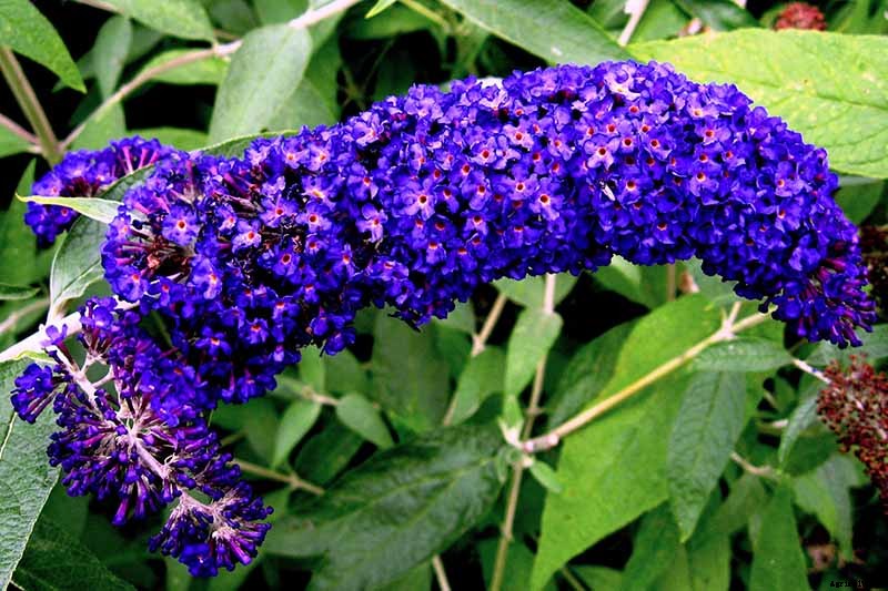 The Full Spectrum of Buddleia: 17 of the Best Butterfly Bush Cultivars