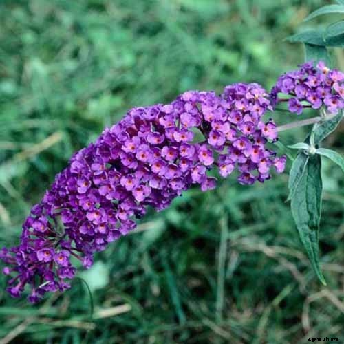 The Full Spectrum of Buddleia: 17 of the Best Butterfly Bush Cultivars