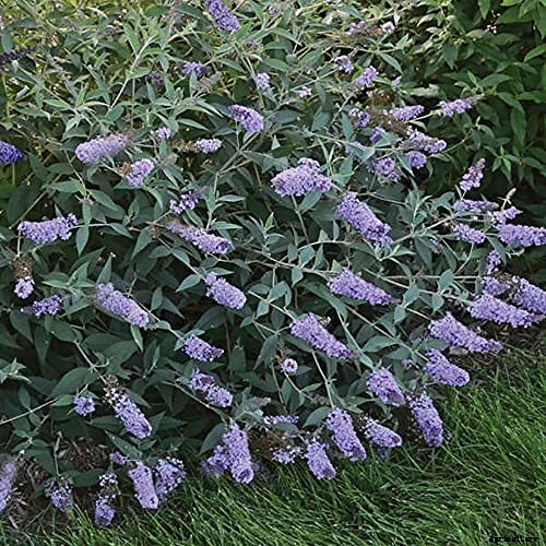 The Full Spectrum of Buddleia: 17 of the Best Butterfly Bush Cultivars
