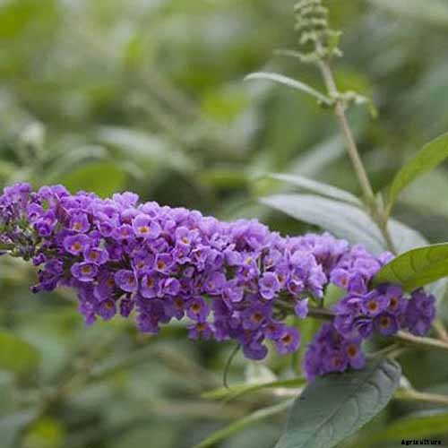 The Full Spectrum of Buddleia: 17 of the Best Butterfly Bush Cultivars