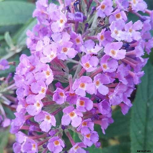 The Full Spectrum of Buddleia: 17 of the Best Butterfly Bush Cultivars
