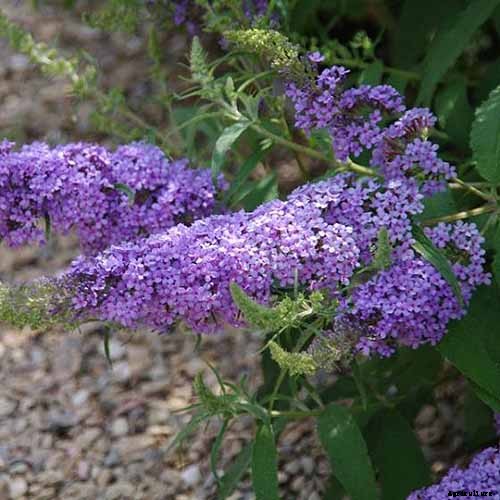 The Full Spectrum of Buddleia: 17 of the Best Butterfly Bush Cultivars