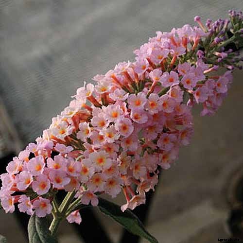 The Full Spectrum of Buddleia: 17 of the Best Butterfly Bush Cultivars