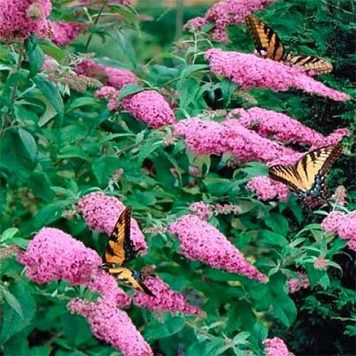 The Full Spectrum of Buddleia: 17 of the Best Butterfly Bush Cultivars