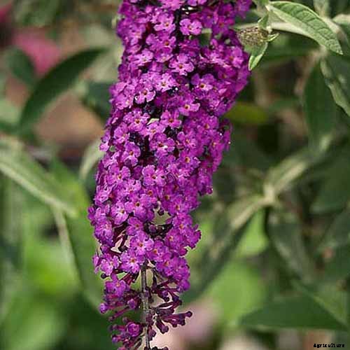 The Full Spectrum of Buddleia: 17 of the Best Butterfly Bush Cultivars