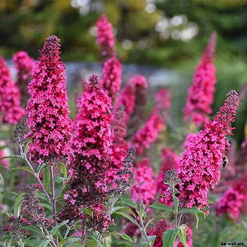 The Full Spectrum of Buddleia: 17 of the Best Butterfly Bush Cultivars