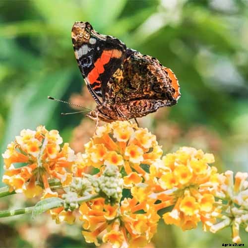 The Full Spectrum of Buddleia: 17 of the Best Butterfly Bush Cultivars