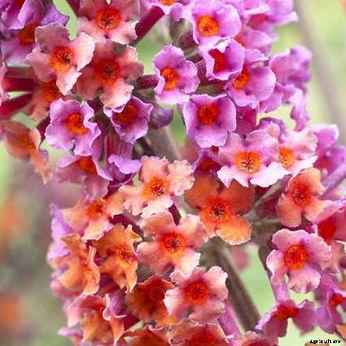 The Full Spectrum of Buddleia: 17 of the Best Butterfly Bush Cultivars